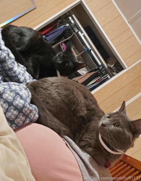 pandafluff1137 nice model pictures