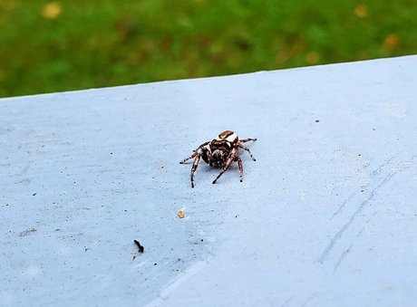 pandafluff1137 pornstar exclusive image