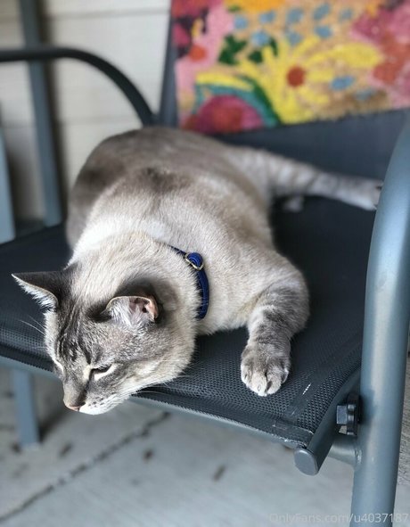 asian shemale onlyfans naked archive