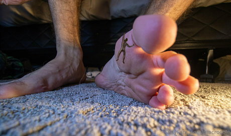 macrocole star beautiful images