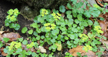 big dick onlyfans sexy xxx picture