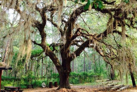 dream candy free pornstar pictures