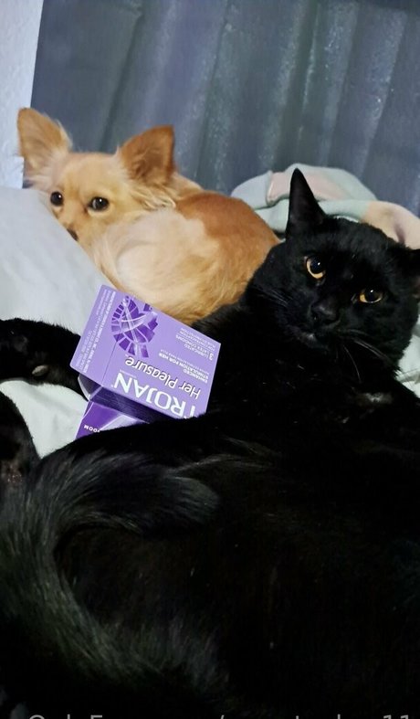 sweetcakes11 porn star img