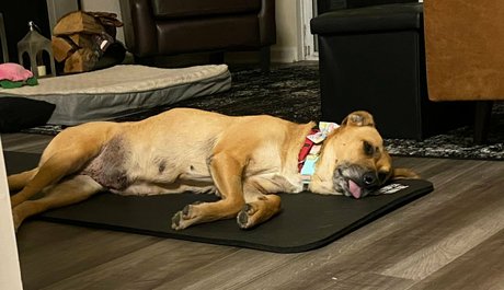 cocovandi star nice images