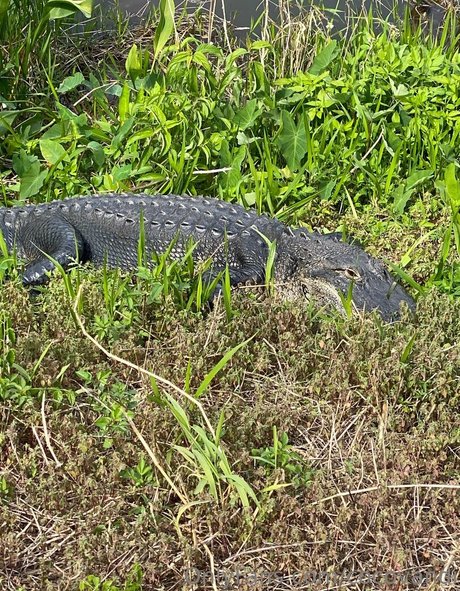 cocovandi pornstar naked pic