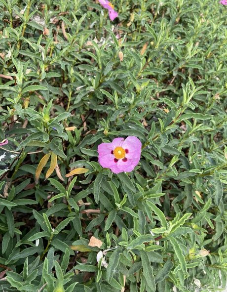 NakedBakers pornstar high quality img