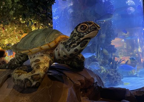 mistylovelace perfect star images