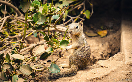 candy lane xxx star pic