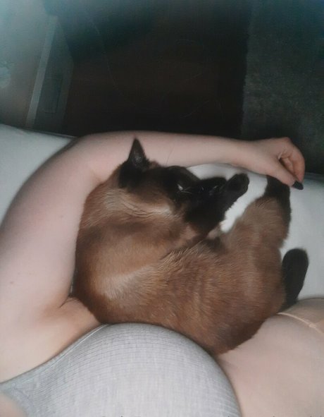 missmeismaid sexy pornstar pic