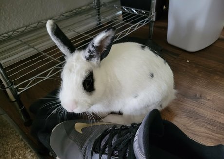 piggynukka top model photos