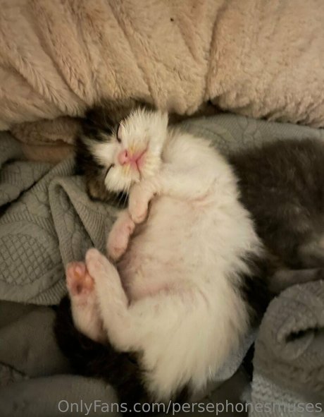 persephonesmuses adult star archive