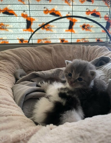 persephonesmuses model perfect photo