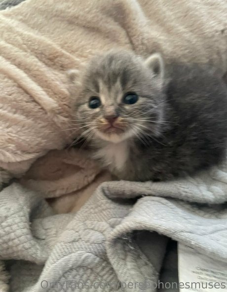 persephonesmuses model sexy galleries