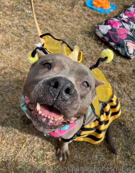 persephonesmuses nude model archive