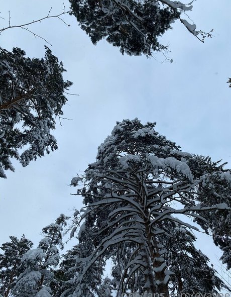 evavee sex model pic