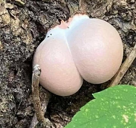 crimson ghoul pornstar exclusive pics