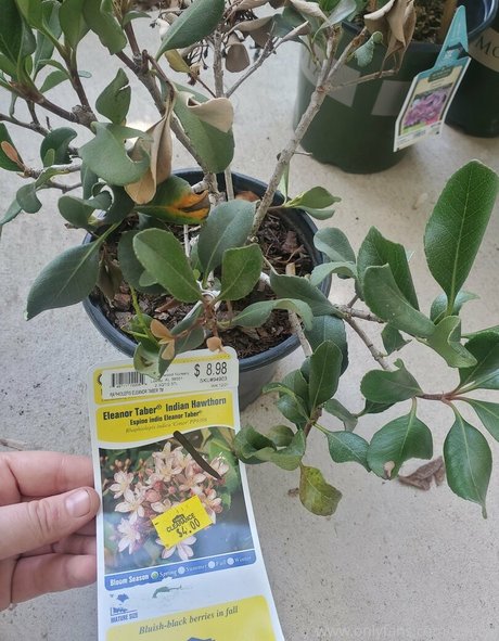 shemale masturbation onlyfans nude image