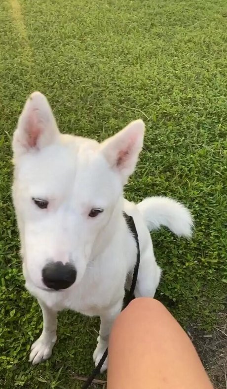 Lily Kawaii porn star img