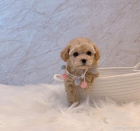 amysong99 erotic actress images