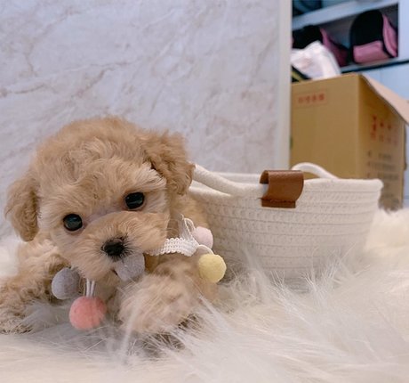 amysong99 sex model gallery