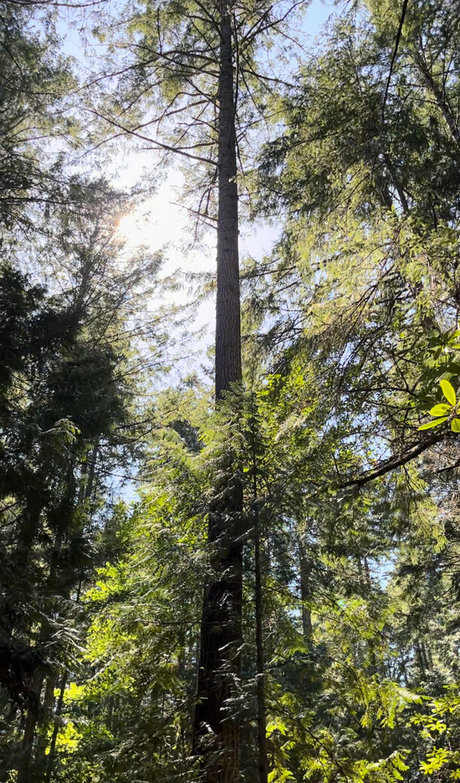 Aelarose star pornographic img