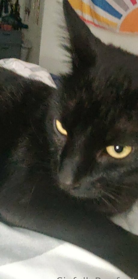 wife blowjob onlyfans top gallery