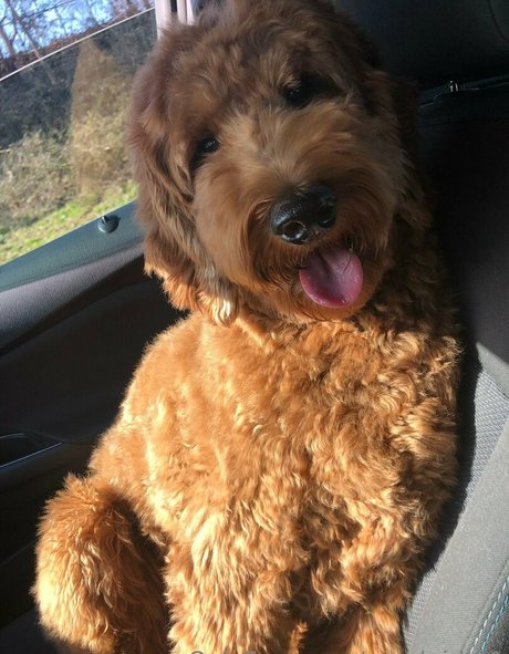 goodgirl 21 star porn pic