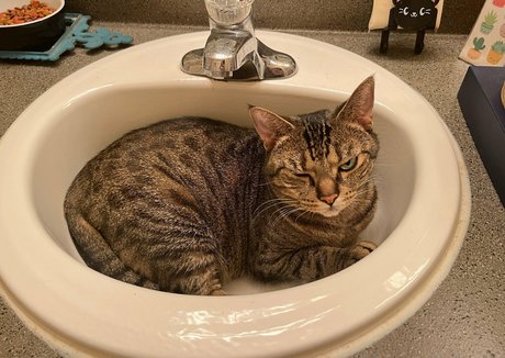 radiantkitsune model exclusive picture