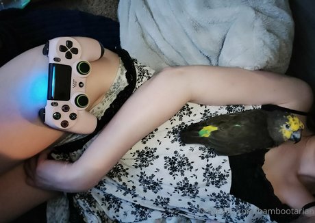 pandavision top pornstar archive