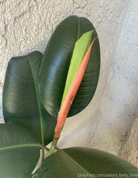 adora belly free adult model images