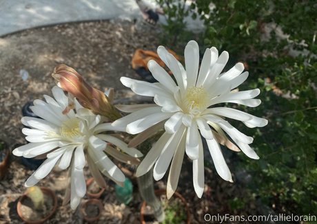 ssbbw granny onlyfans art porn pics