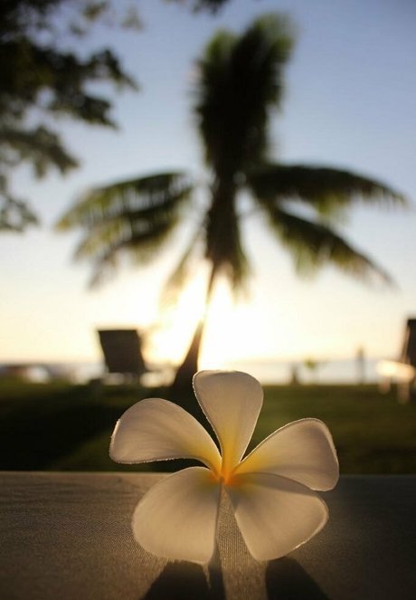 vaniljepus star free gallery