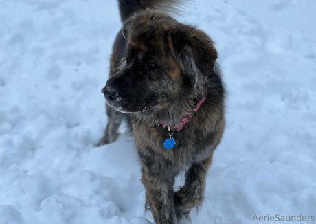 aeriesaunders perfect star picture