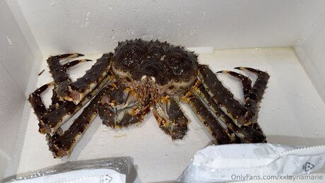 shemale ass onlyfans sexy naked archive