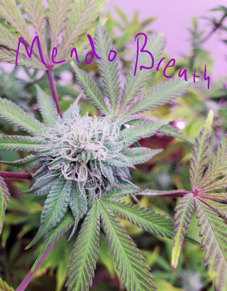 peek a boo u star art pictures