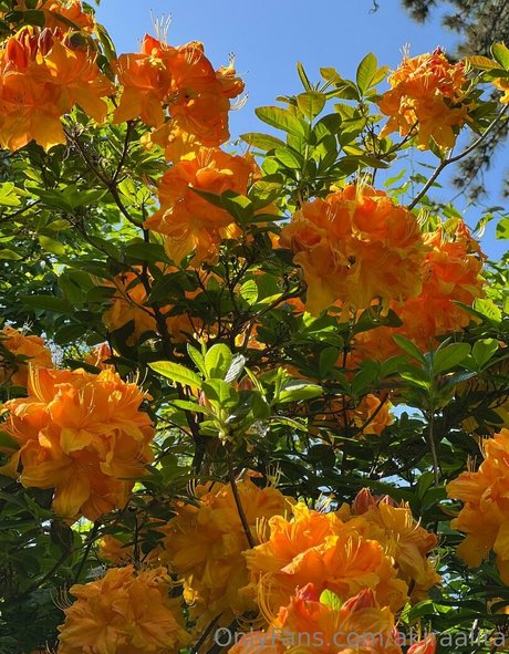 akiraalita high quality pornstar picture