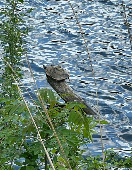 akiraalita model img