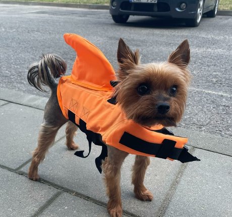 Agne Agnieska pornstar art gallery