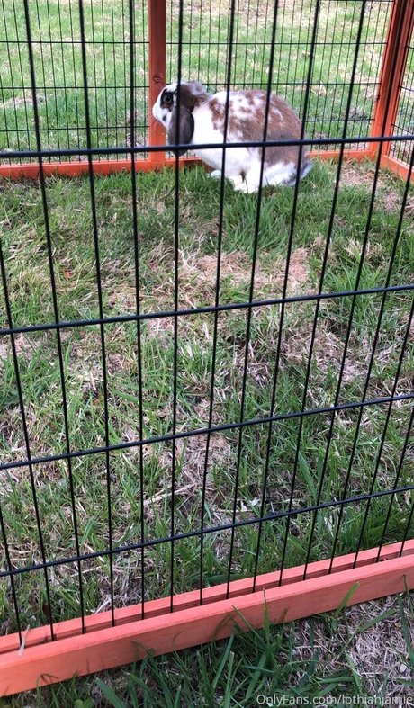 lothianjamie pornstar nice galleries