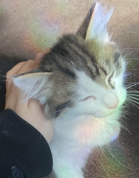 bbw tranny onlyfans xxx photo