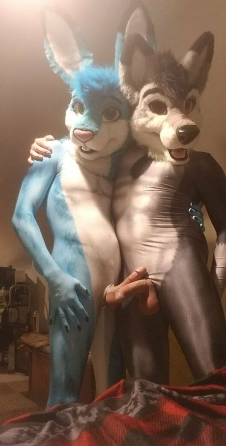 stallionwolf free star photos