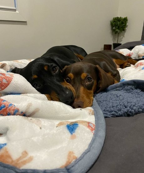 onion onlyfans free archive