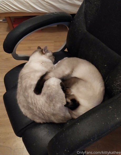 kittykathee naked pornstar gallery