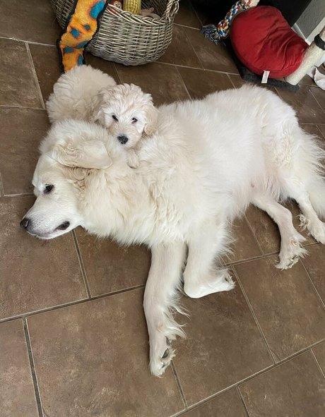 shemale handjob onlyfans pretty pic