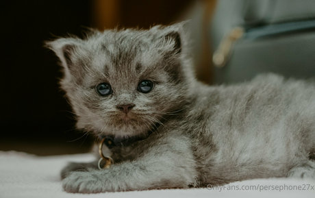 persephone27x schauspielerin nackt bild