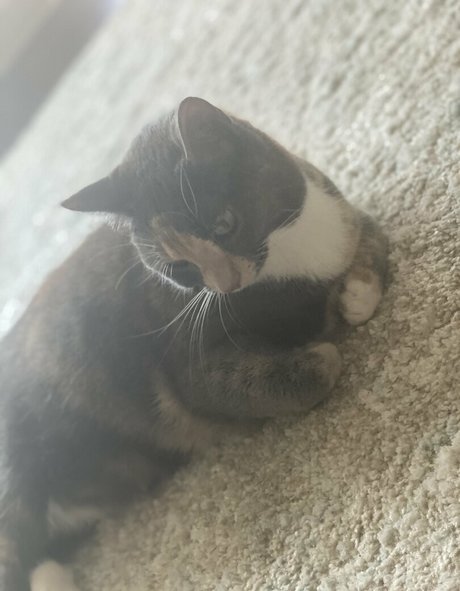 nyxiedust erwachsene hübsche galerien