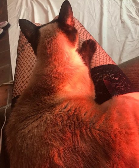 Locallbimbo erwachsene akt archiv