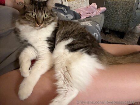 Ilovepussycats111 kunst schöne archiv