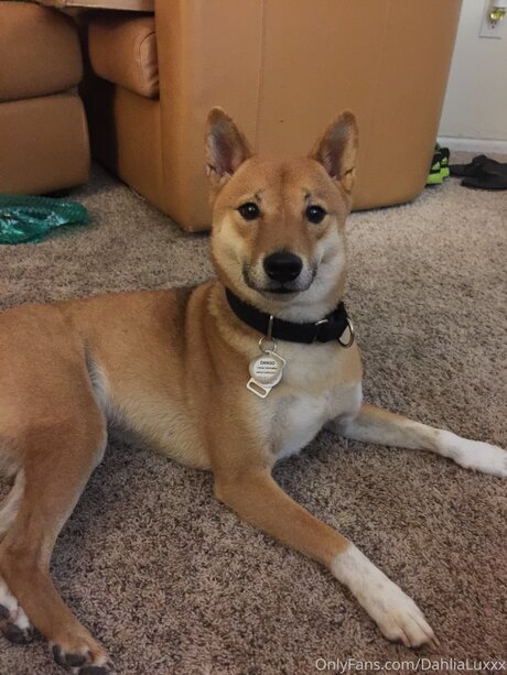 Dahlialuxxx top sexy bild