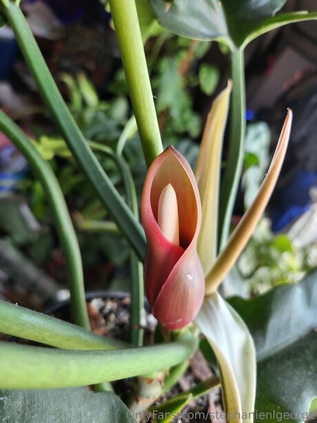 Stephanienlgeorge sexy schöne fotos